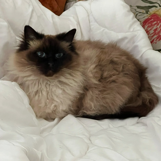 Photo of Lolly   We Can Possibly Assist With Transport