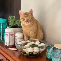 Photo of Simba The Handsome