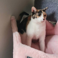 Photo of Daffodil