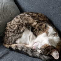 Photo of Feefee