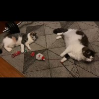 Photo of Whiskers *9 Lives Project Rescue*