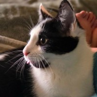 Photo of Espie ** 2nd Chance Cat Rescue **