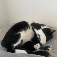 Photo of Kleo And Theodore 