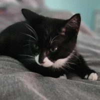 Photo of Zorro * 9 Lives Project Rescue*