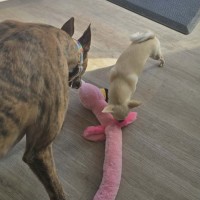 Photo of Stanley, The Greyhound