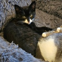 Photo of Zorro * 9 Lives Project Rescue*