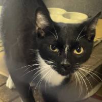 Photo of Bandit