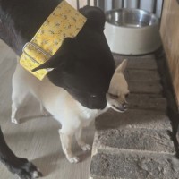Photo of Basil, The Greyhound