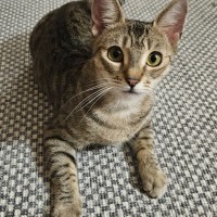 Photo of Mako