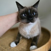 Photo of Mocha 