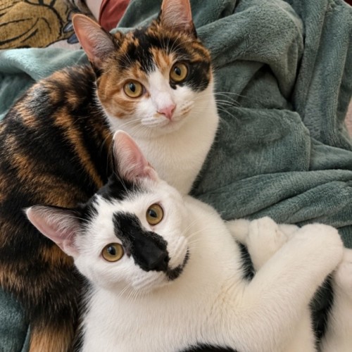 Billy & Lilly 💕 - Domestic Medium Hair (DMH) Cat