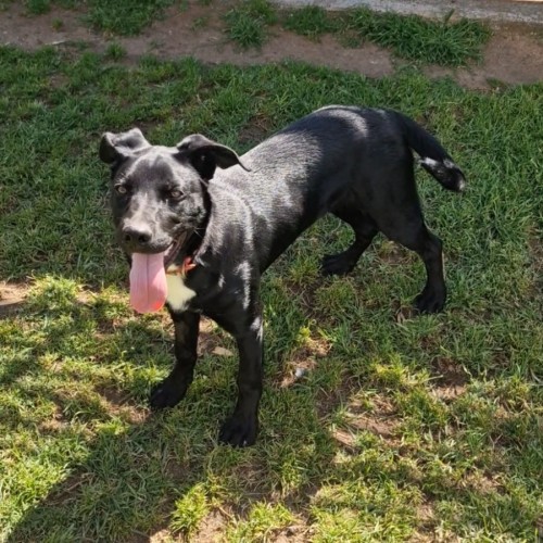 Diesel - Australian Kelpie Dog