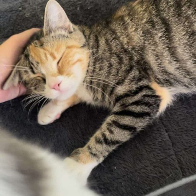 Photo of Indie