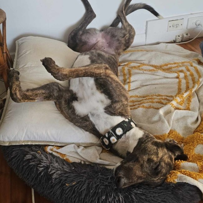 Photo of Mocha, The Greyhound