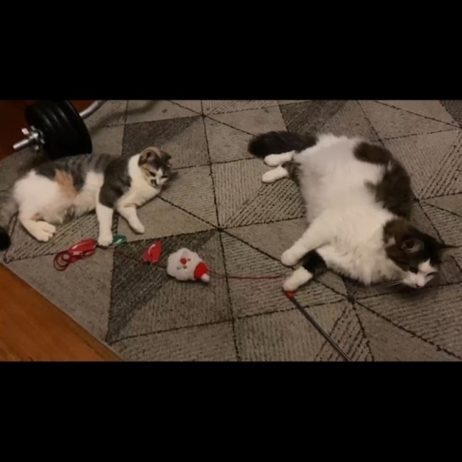 Photo of Whiskers *9 Lives Project Rescue*