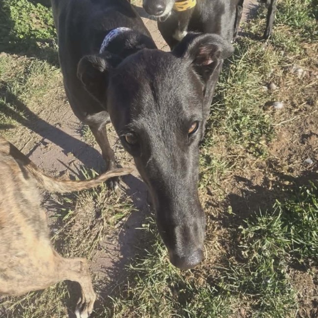 Photo of Coco, The Young Greyhound 