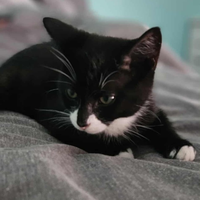 Photo of Zorro * 9 Lives Project Rescue*