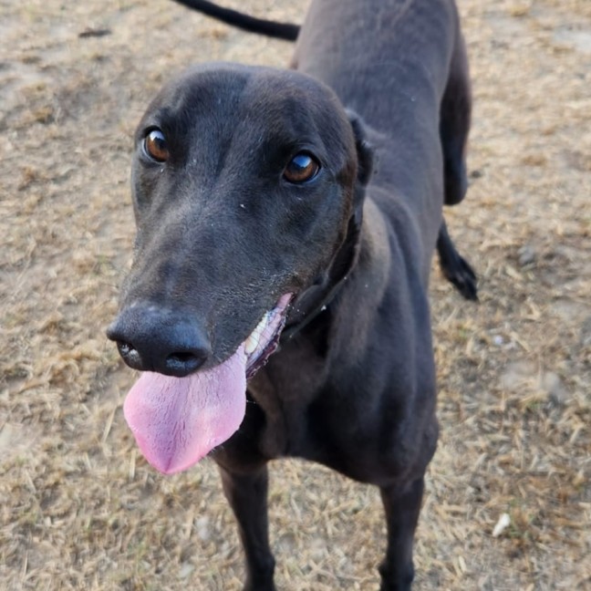 Photo of Digger