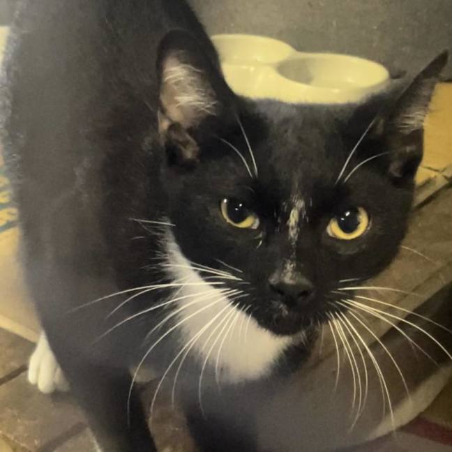 Photo of Bandit