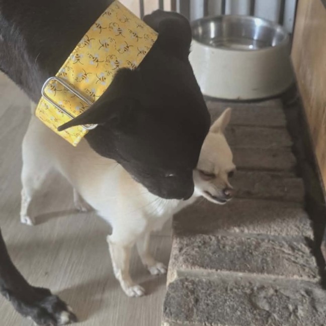 Photo of Basil, The Greyhound