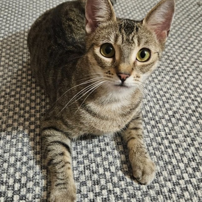 Photo of Mako