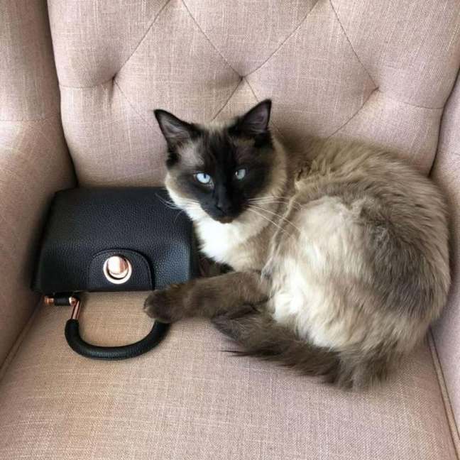 Photo of Oliver **2nd Chance Cat Rescue**