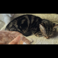 Photo of Neko Meet Me@Petstock Carrum Downs