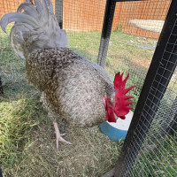 Photo of Wendy The Rooster