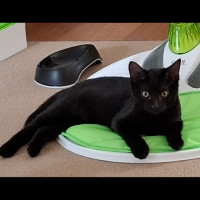 Photo of Blackberry Meet Me @Petstock Chelsea Store