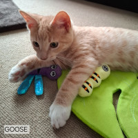 Photo of Goose Meet Me@Petstock Mornington Nepean Hwy Store