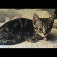 Photo of Neko Meet Me@Petstock Carrum Downs