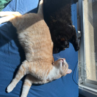 Photo of Bella Meet Me@Petstock Mornington Store Nepean Hwy