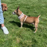 Photo of Chester & Mia 