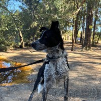 Photo of Pip