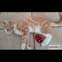 Photo of Marble Meet Me @Mornington Petstock Store