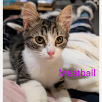 Photo of Meatball Meet Me@Petstock Chelsea Store 