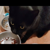 Photo of Kiki Meet Me@Petstock Dandenong 