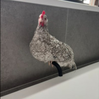 Photo of Wendy The Rooster