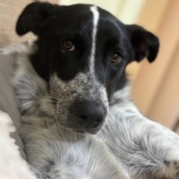 Photo of Pip
