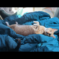 Photo of Bella Meet Me@Petstock Mornington Store Nepean Hwy