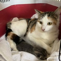 Photo of Jazz
