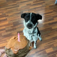 Photo of Pip