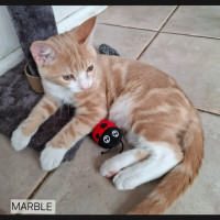 Photo of Marble Meet Me @Mornington Petstock Store