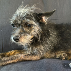Small Female Chihuahua (Smooth Coat) x Australian Silky Terrier Mix Dog