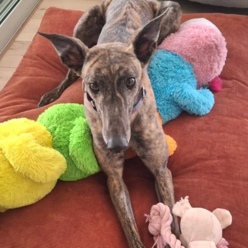 Winnie, the greyhound - Greyhound Dog