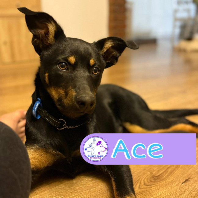 Photo of Ace