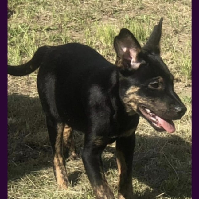 Photo of Rascal
