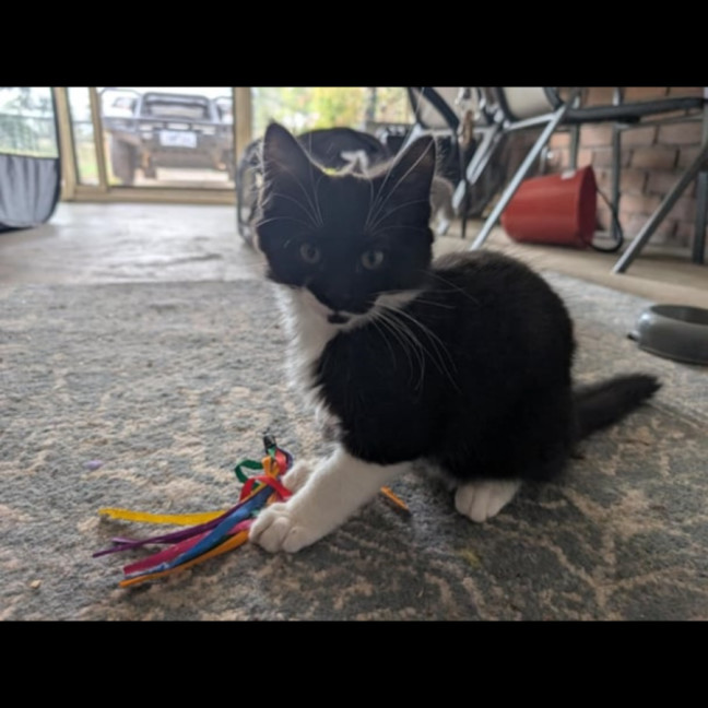 Photo of Chase Meet Me@Petstock Hastings