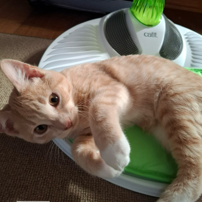 Photo of Goose Meet Me@Petstock Mornington Nepean Hwy Store