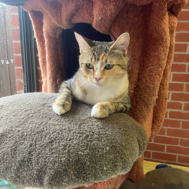 Photo of Juno Meet Me At Petstock Keysborough 